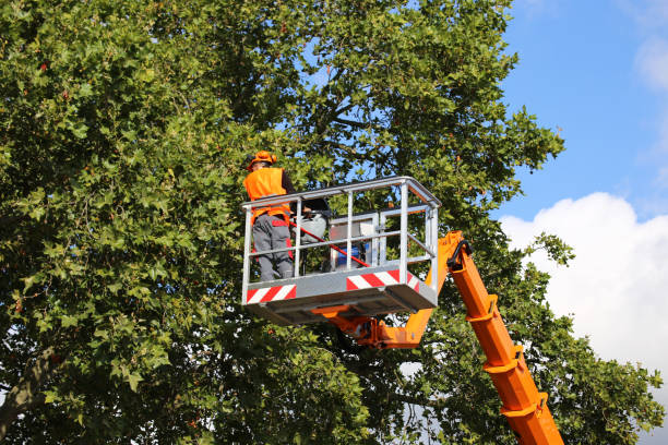 How Our Tree Care Process Works  in  Hilmar Irwin, CA